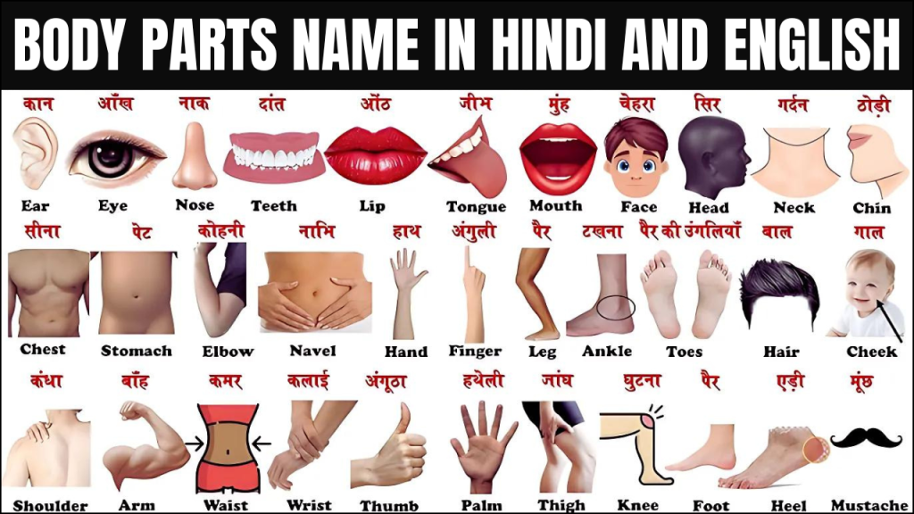 Body Parts Name